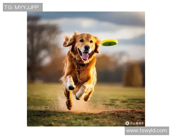 北京飞盘队在世界街舞大赛中的耐力表现值得称赞与反思